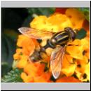 Helophilus hybridus - Helle Sumpfschwebfliege 02.jpg